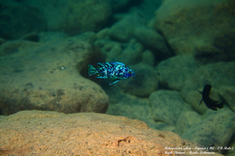 Maylandia zebra 'Ngwasi'